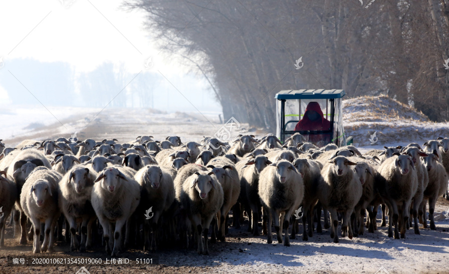 冬季羊群