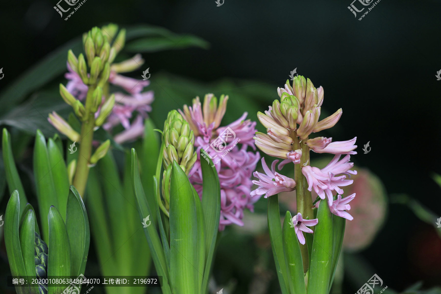 风信子花