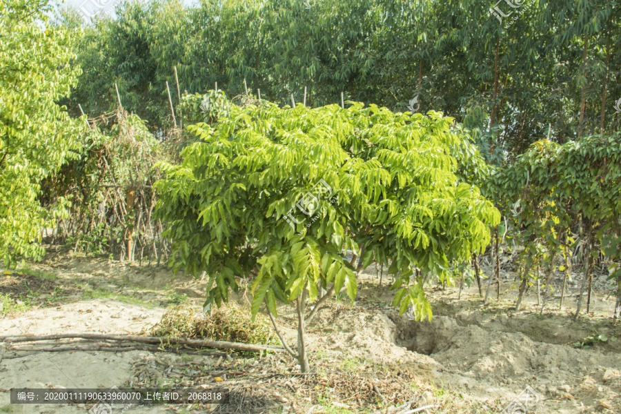 黄皮树种植