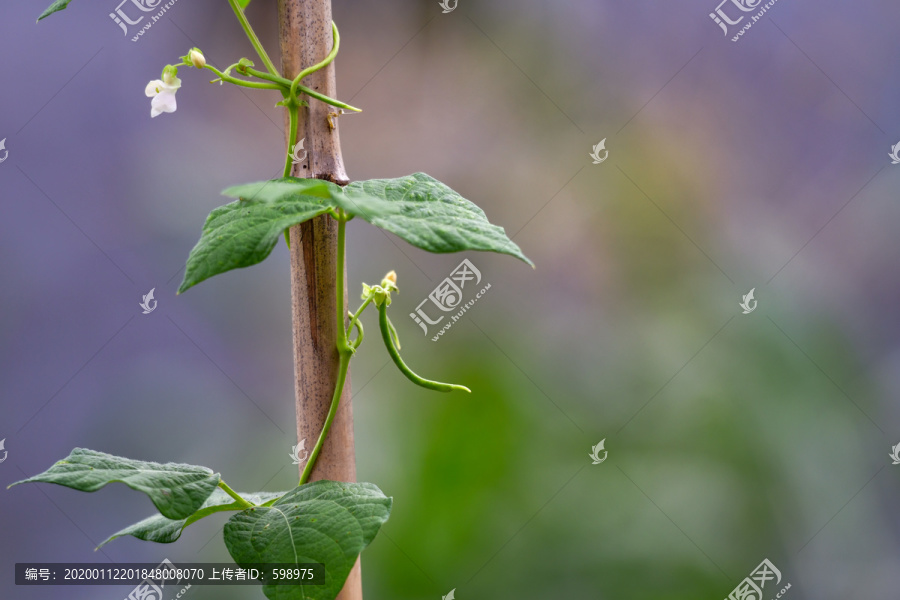 豇豆植物