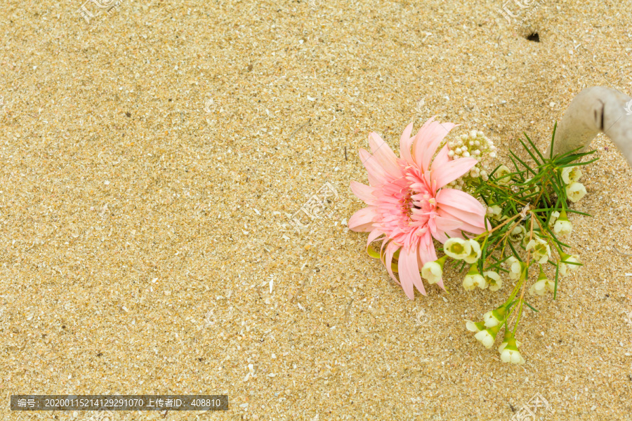 海边沙滩上美丽的鲜花花卉