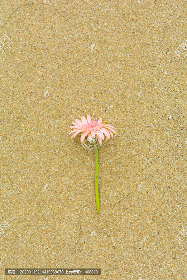 海边沙滩上美丽的鲜花花卉