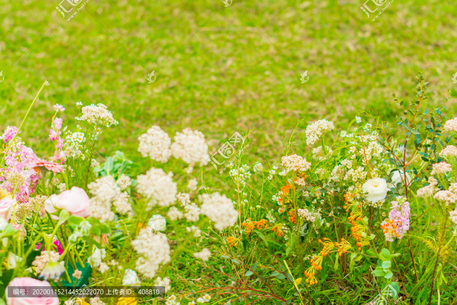 绿草地上美丽的鲜花花卉