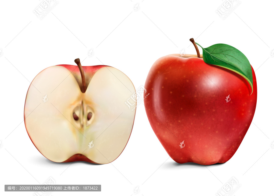 写实苹果与剖面插画