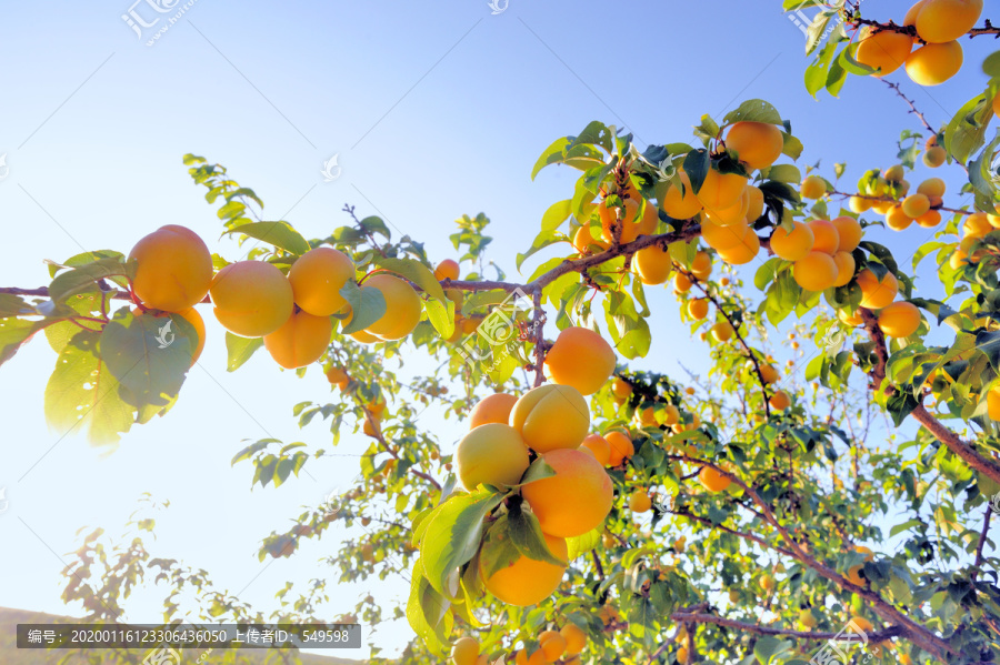 杏树果实高清大图
