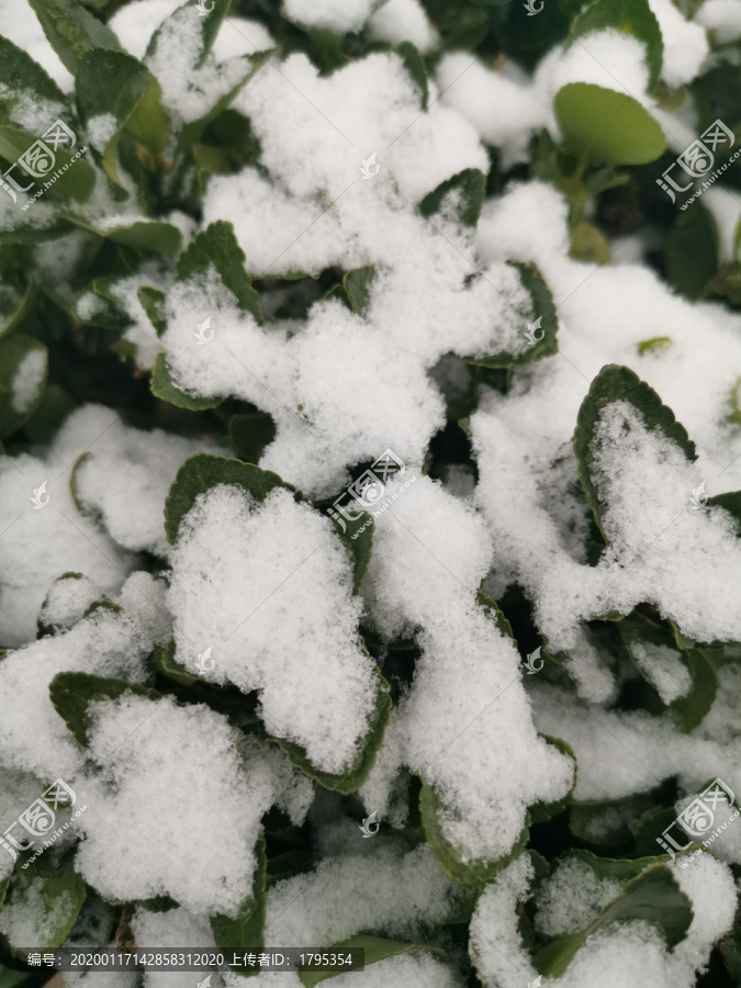 冬青树雪景