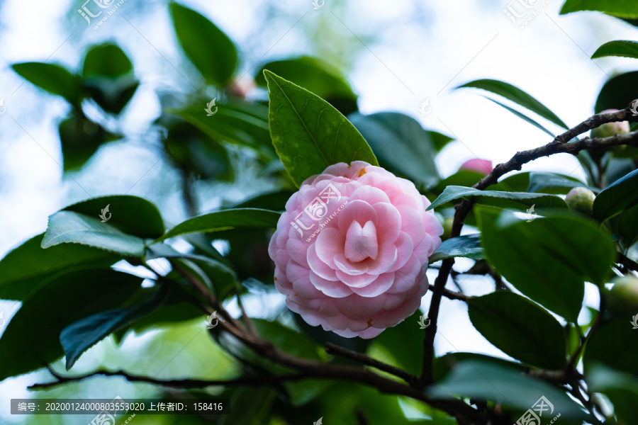 山茶花