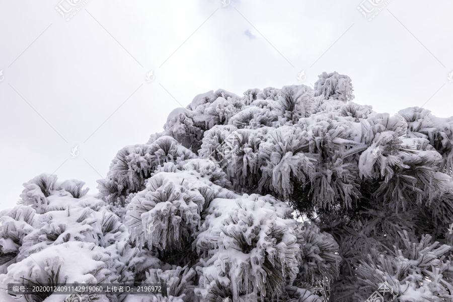 大雪压青松