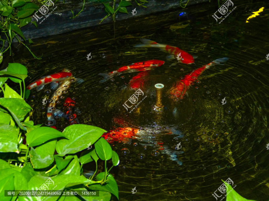 水塘红鱼