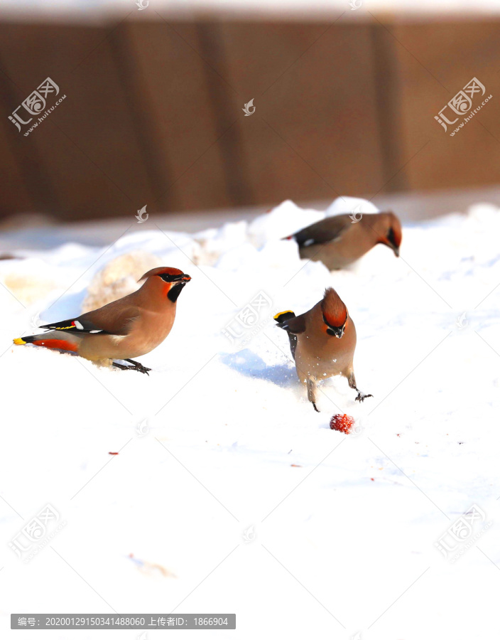 雪地里的觅食麻雀