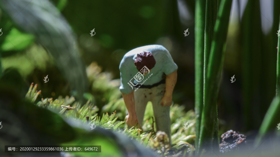 小盆栽