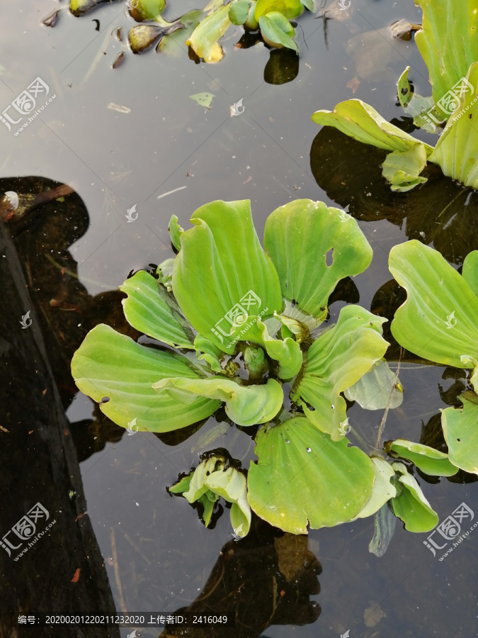 水生植物水葫芦