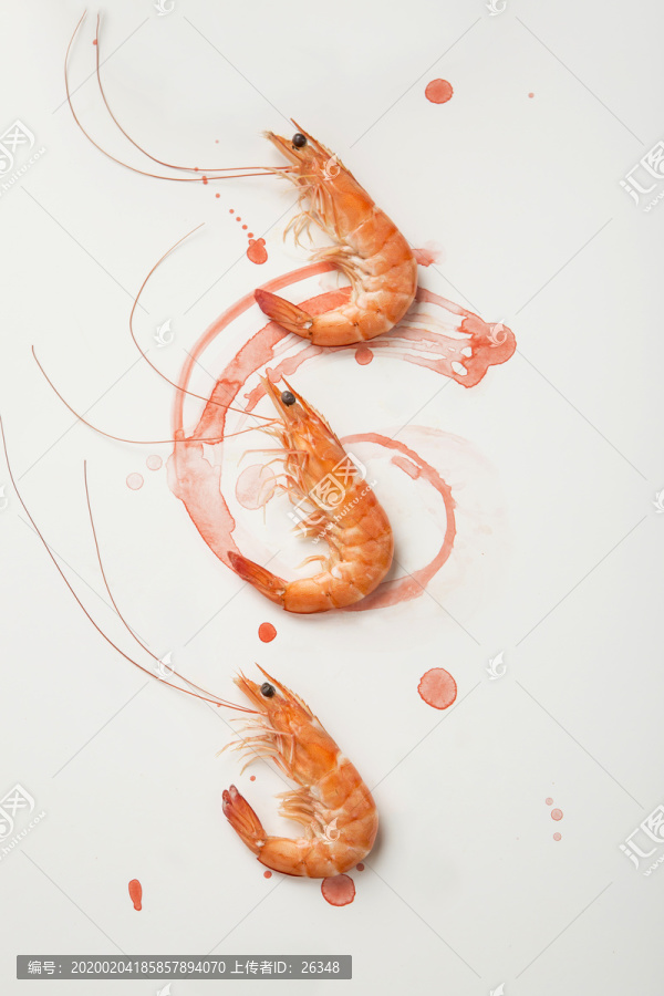 基围虾水彩绘画拍摄