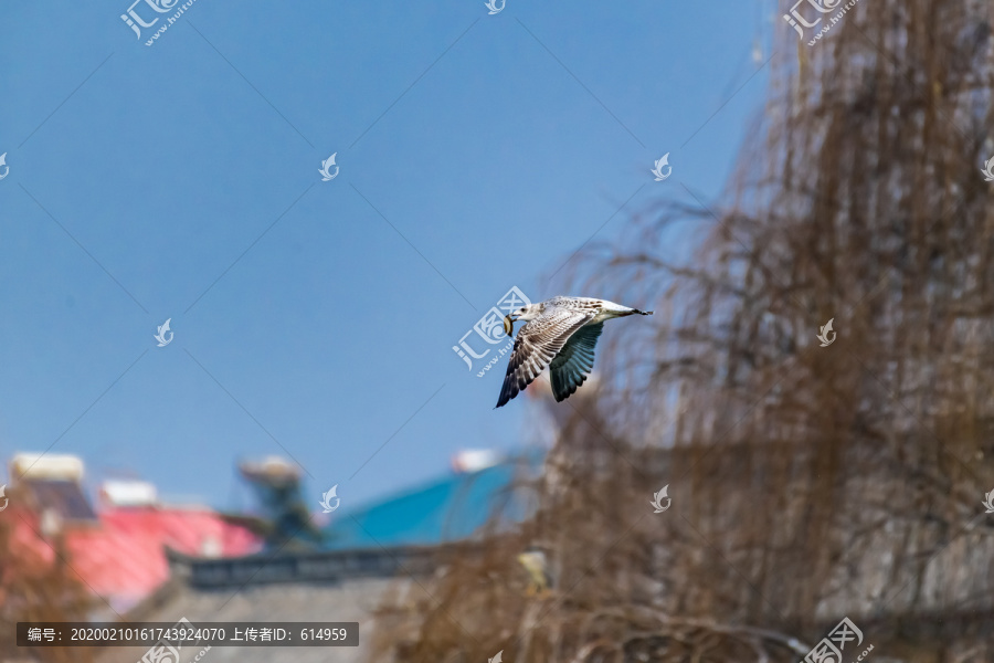 飞翔的海鸥