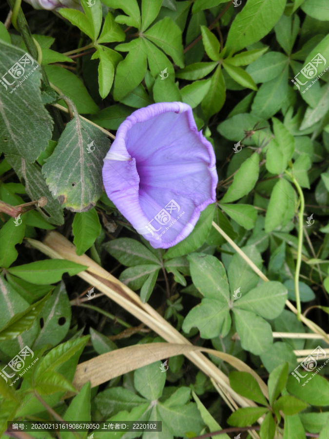 五爪金龙花