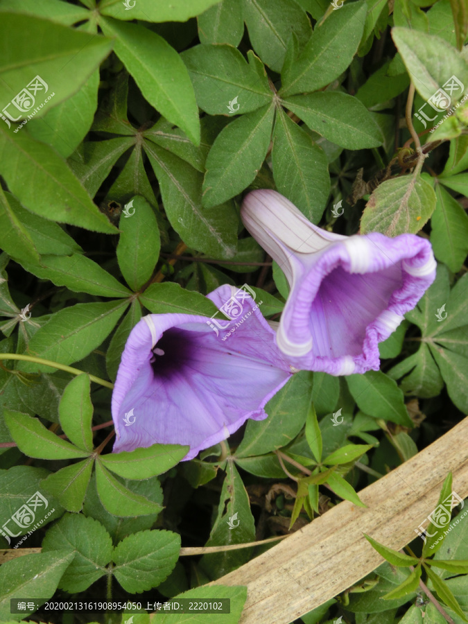 五爪金龙花