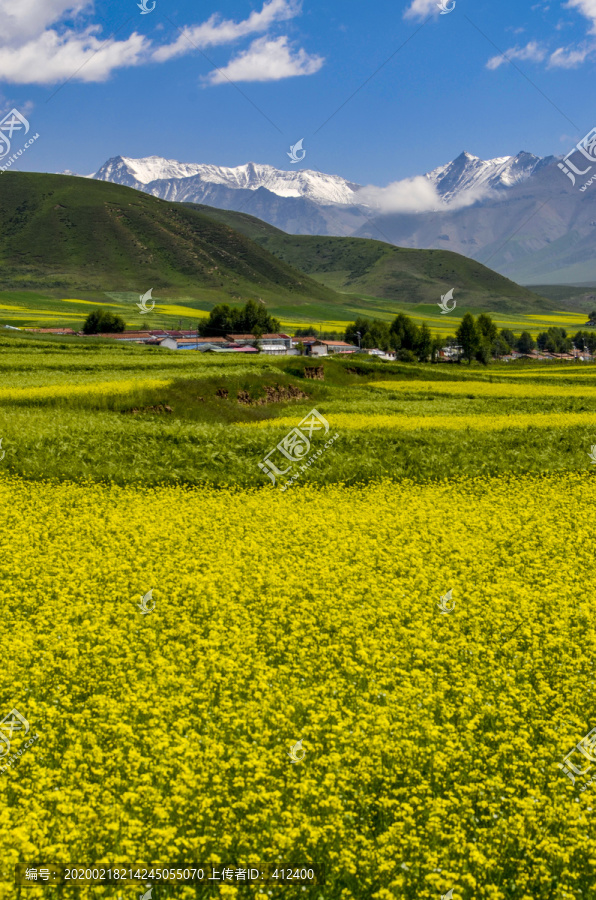 高原油菜花海