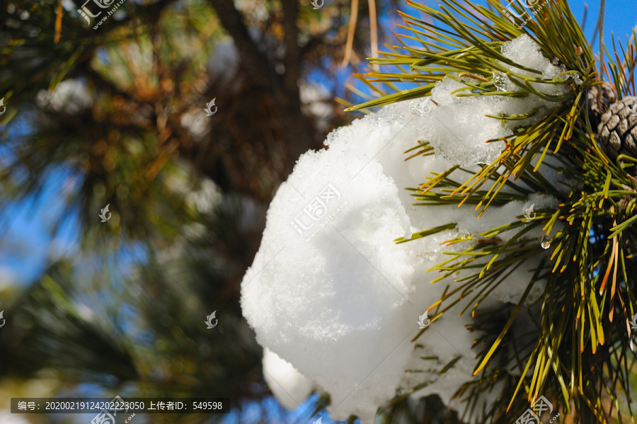 大雪压青松