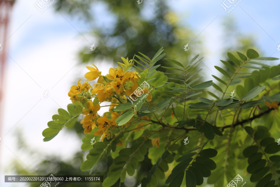 黄花槐