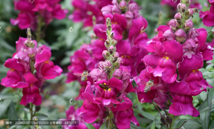 小蜜蜂采金鱼草花