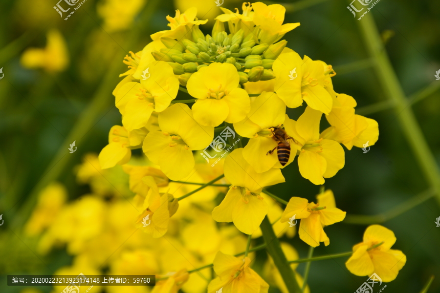 油菜花蜜蜂