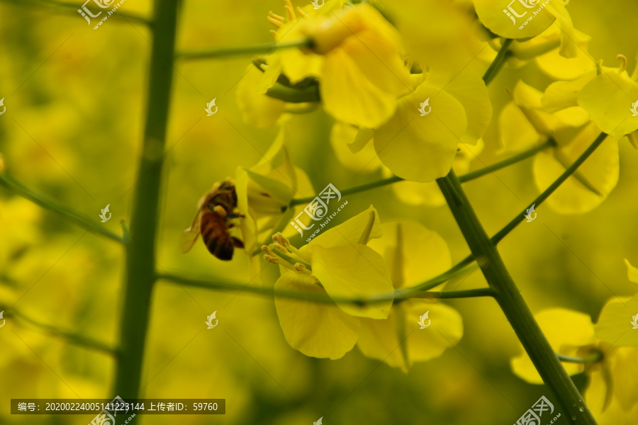 油菜花蜜蜂