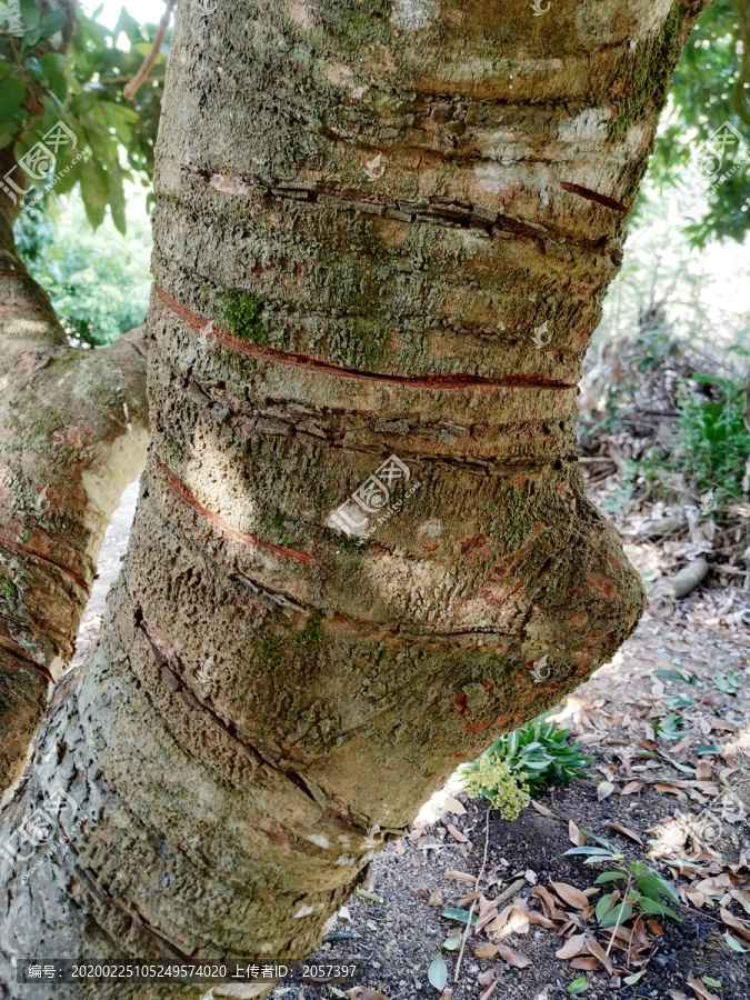 荔枝树环割