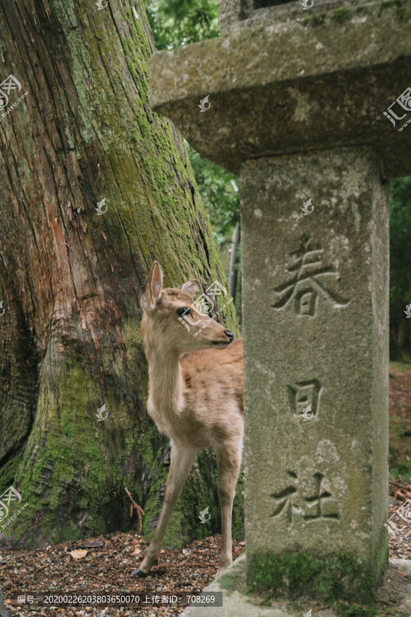 日本奈良春日大社里的野生小鹿