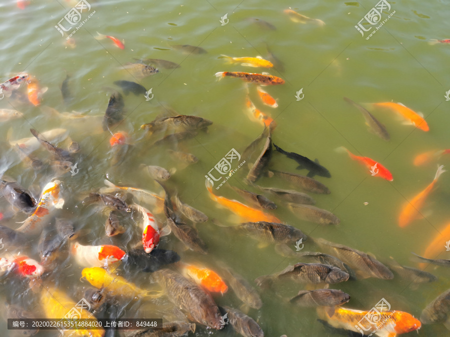 水面上的观赏金鱼鱼群