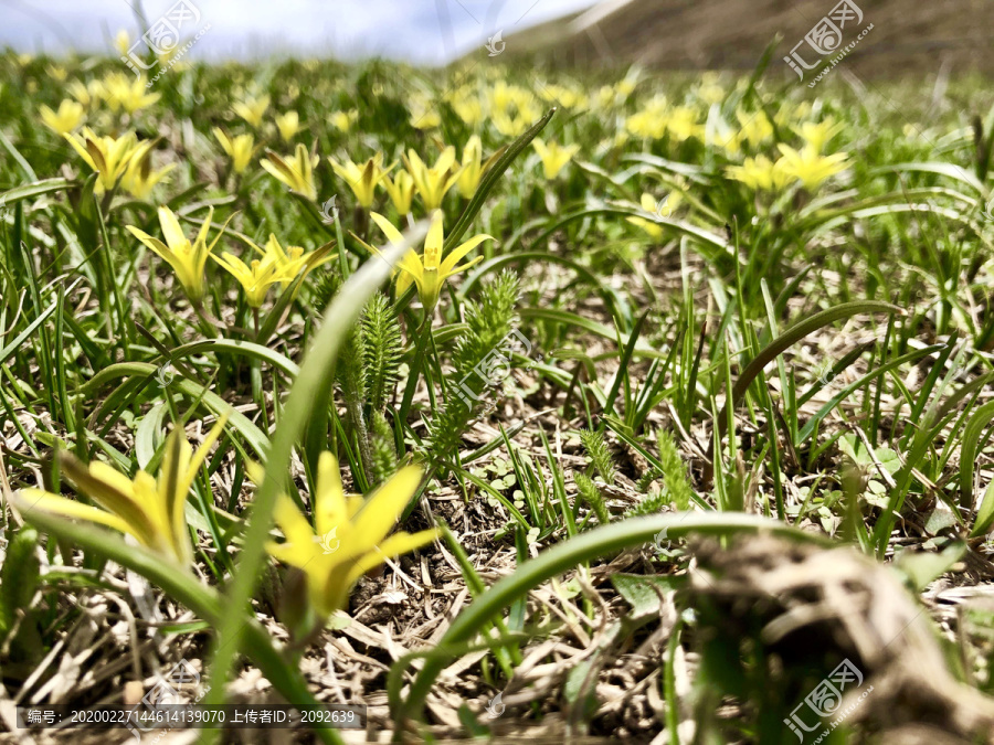 顶冰花