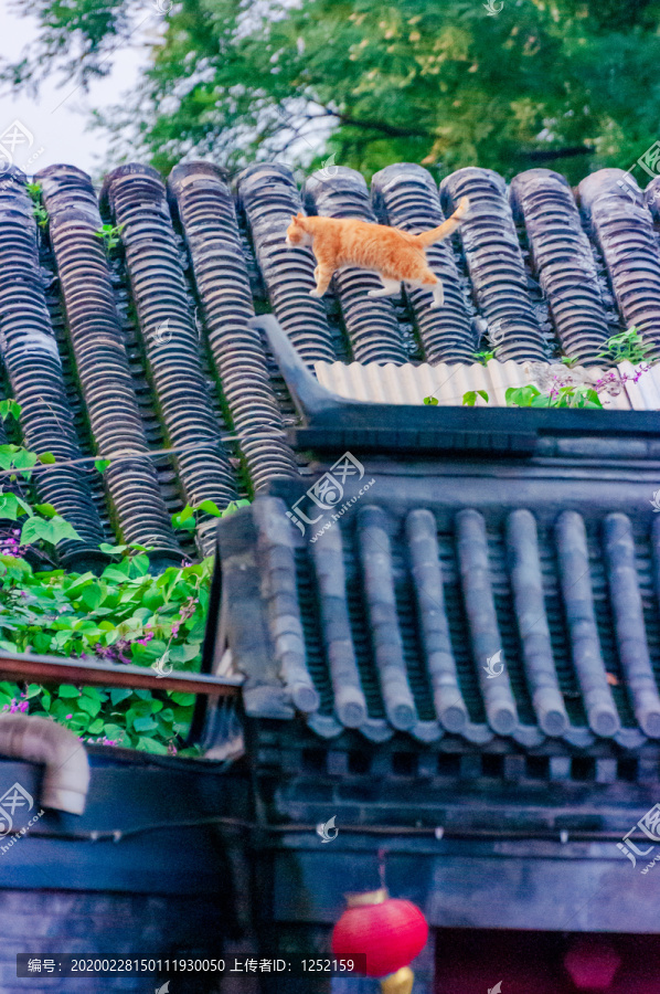 胡同里的猫