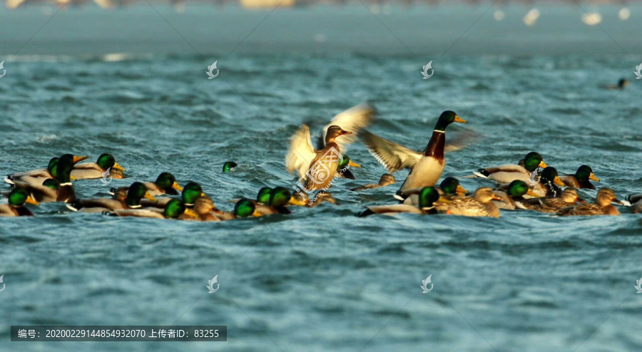 秋沙鸭保护动物