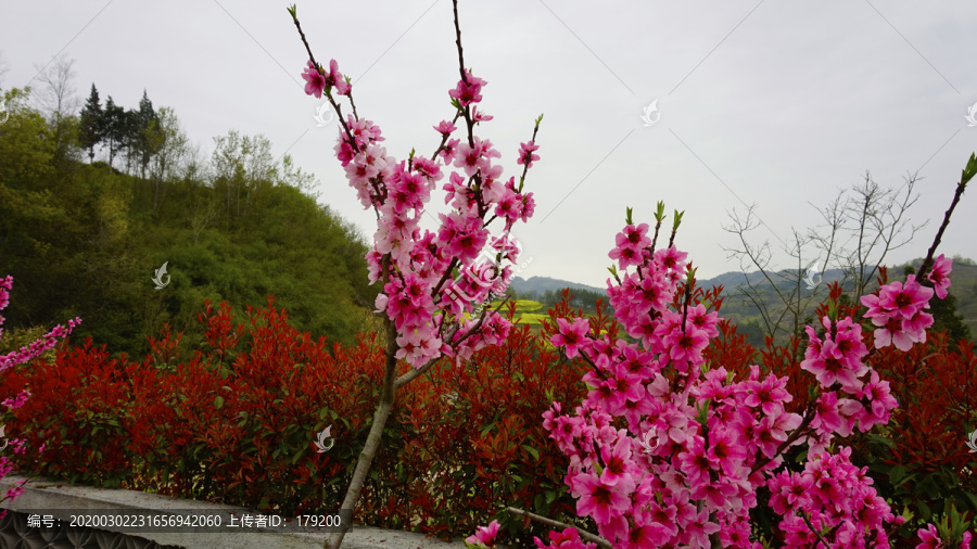 春天桃花