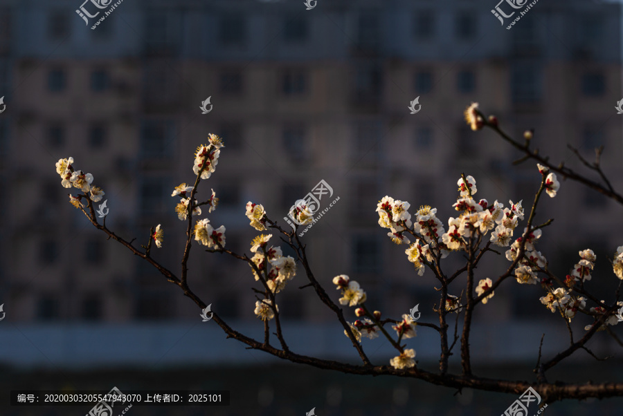 梅花开