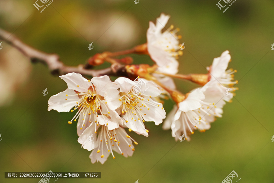 浪漫樱花