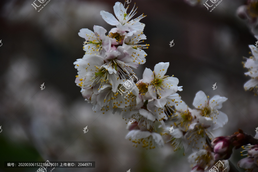 东京樱花