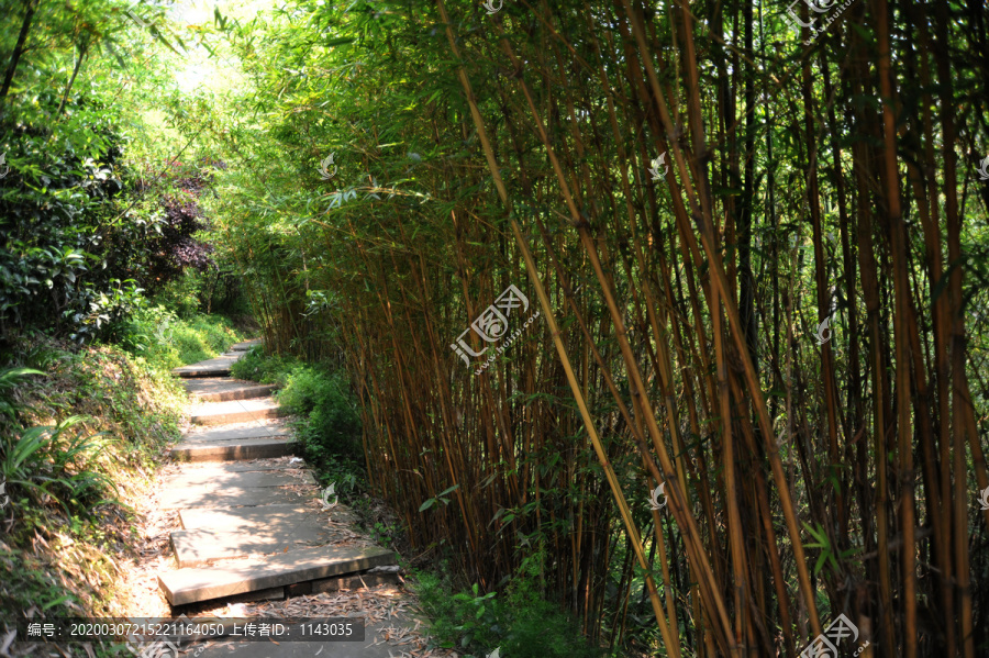 竹林小道素材