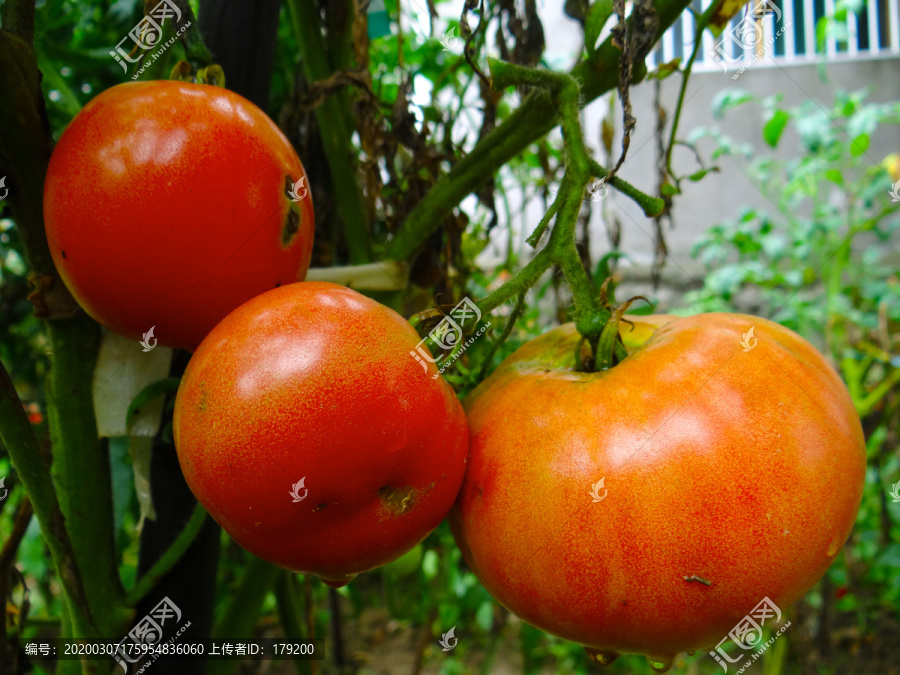 西红柿十一