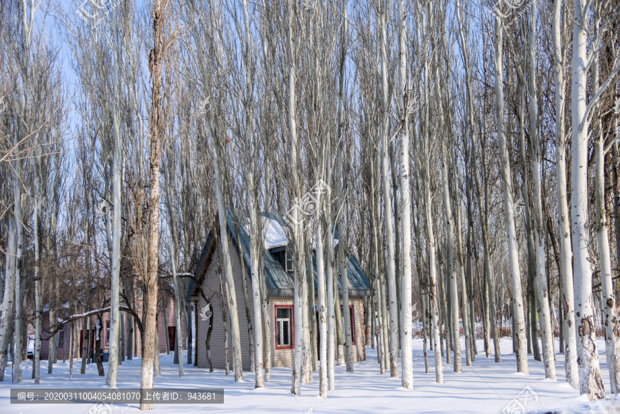 冬季西北白桦林中树木和木屋