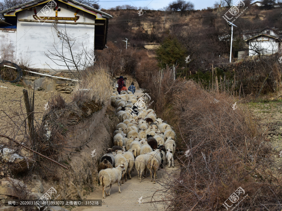 村庄绵羊