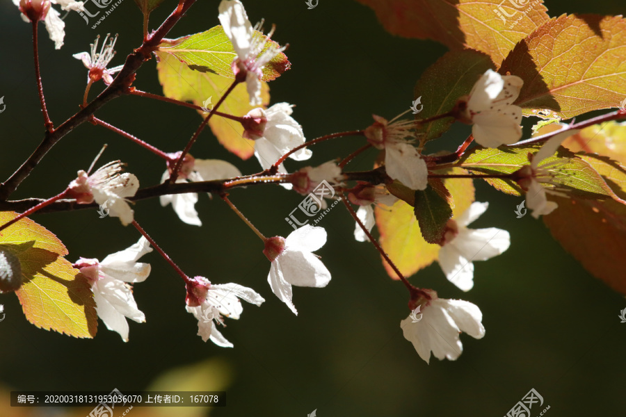 李子花