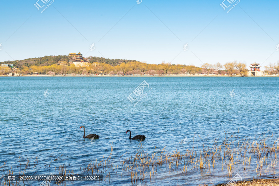 春天颐和园昆明湖上的黑天鹅