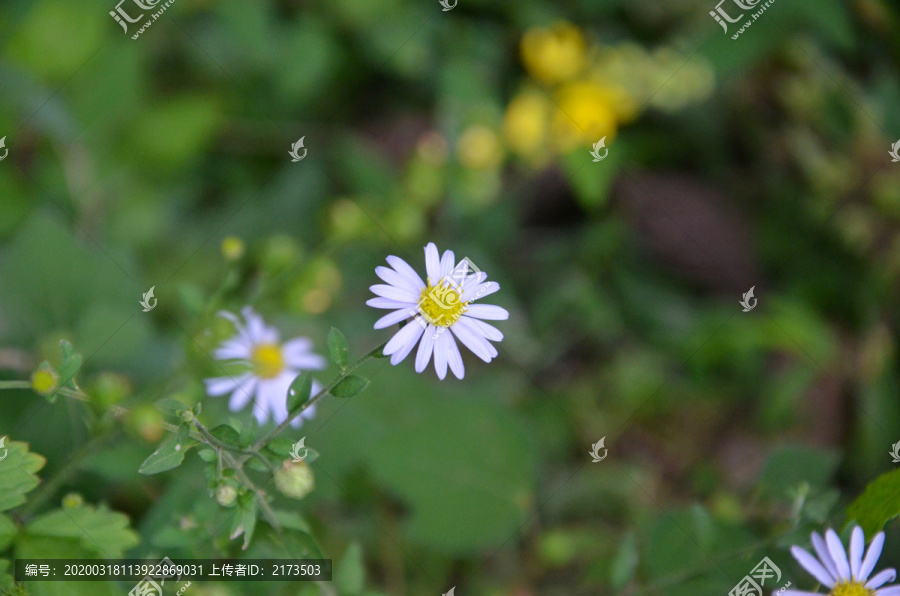 野菊花