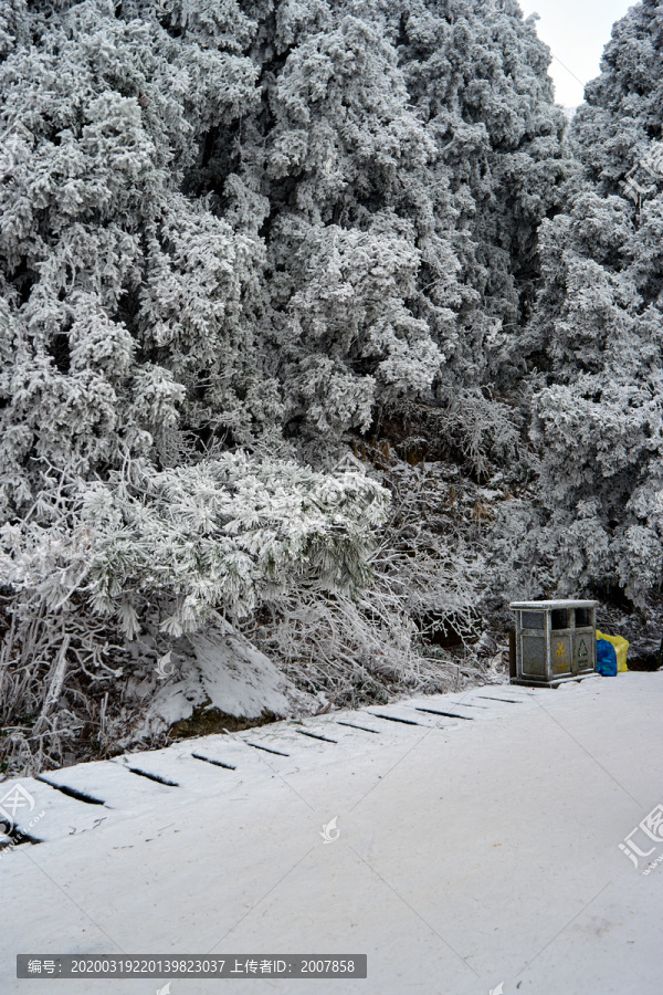 松树积雪