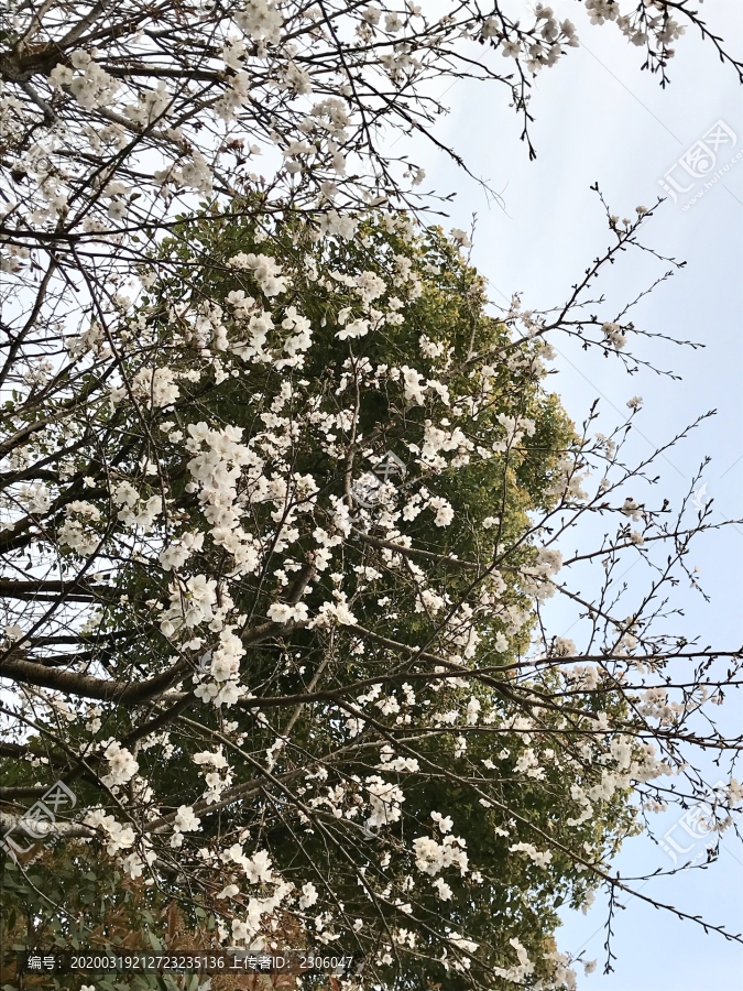 浅色淡雅樱花