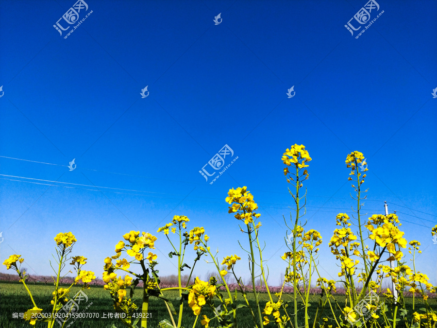 盛开的油菜花