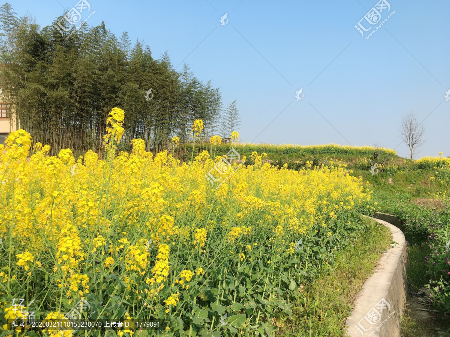 油菜花