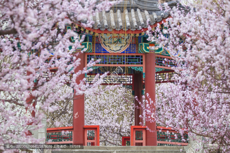 北京颐和园西堤镜桥桃花盛开