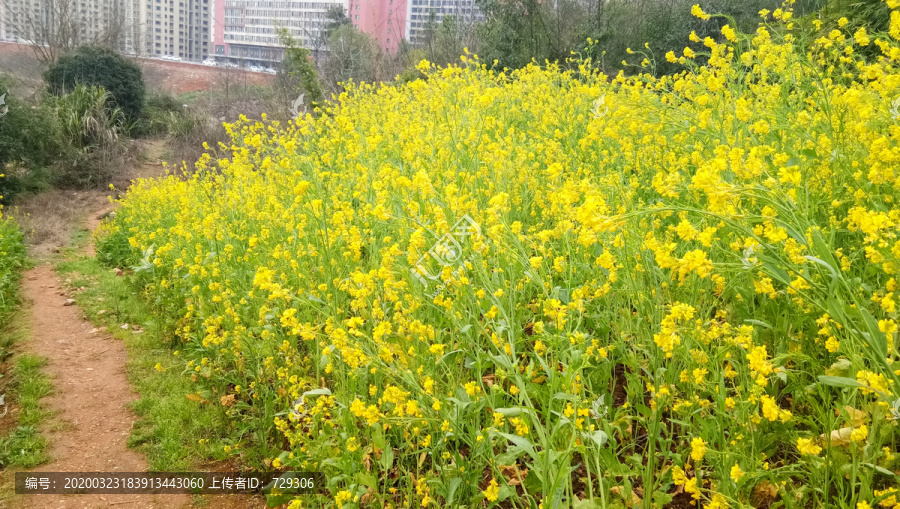 油菜花