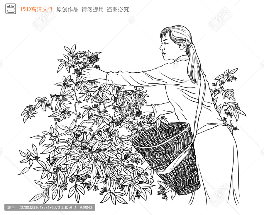 摘花椒的姑娘